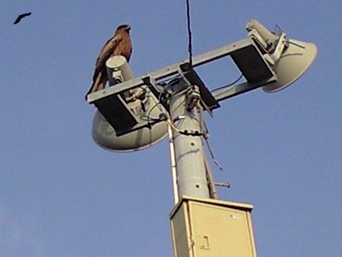 勝浦の鳶