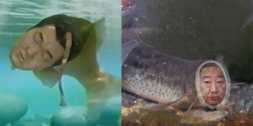 紳助人面魚と佳彦人面どじょう