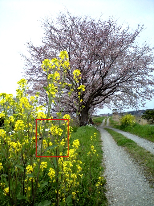 江戸川の菜の花物語 流山のはなさかじいさん こちらホワイトロック 本館