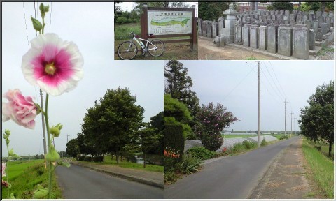 野田ポタ