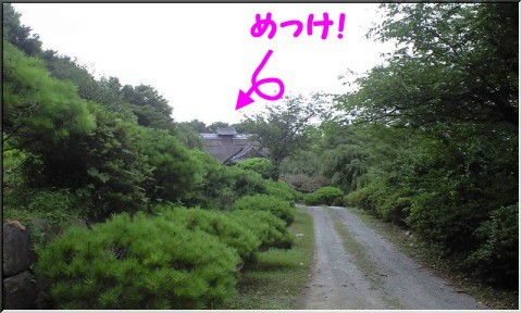 野田ポタ