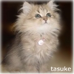tasuke33
