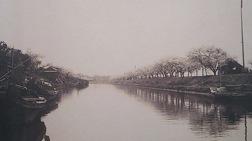 04利根運河の桜並木過去写真.jpg