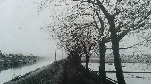 05利根運河の桜並木過去写真.jpg