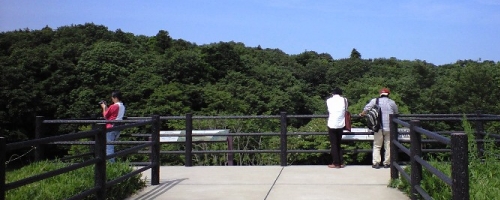 縄文の樹海