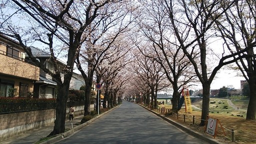 2013年3月23日の利根運河の桜並木.jpg