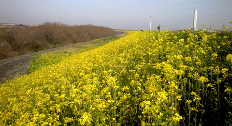 江戸川菜の花ロード