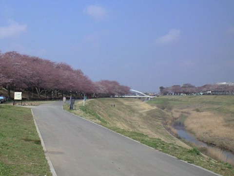 利根運河の桜並木01