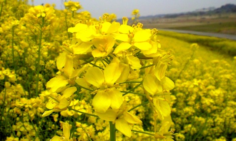 江戸川CRの菜の花