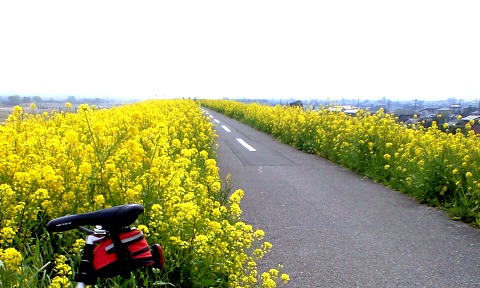 菜の花ロード