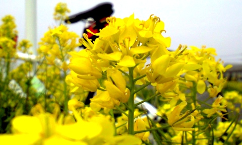 菜の花と自転車