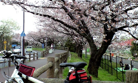 水元公園の桜
