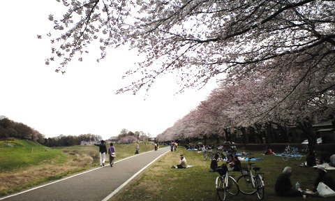 利根運河の桜,理科大対岸