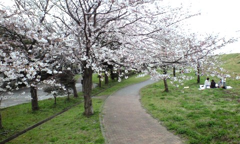 利根運河の桜,におどり公園