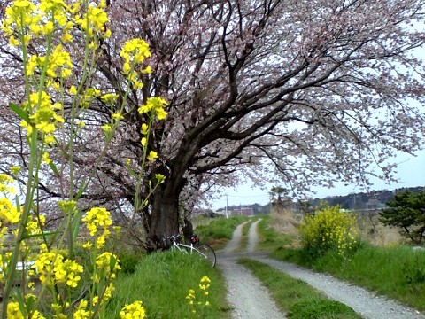 新川耕地の桜