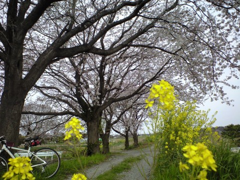 新川耕地の桜