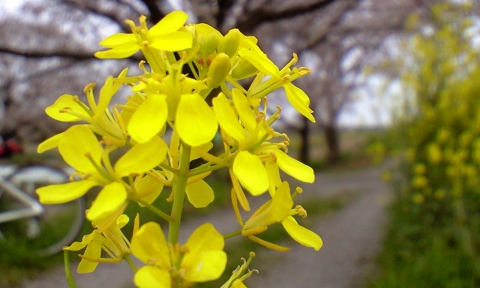 菜の花と桜