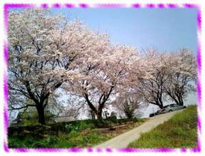 2006.04.04sakura001.jpg