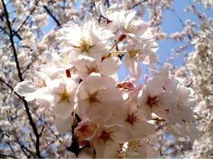 2006.04.04sakura002.jpg