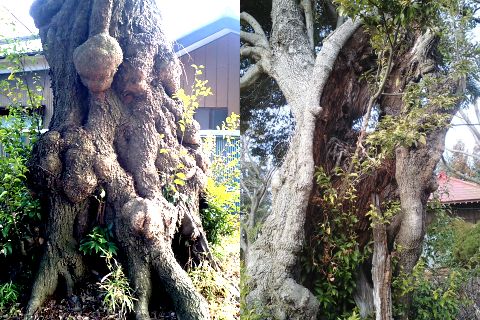 香取神社境内のやまおやじ