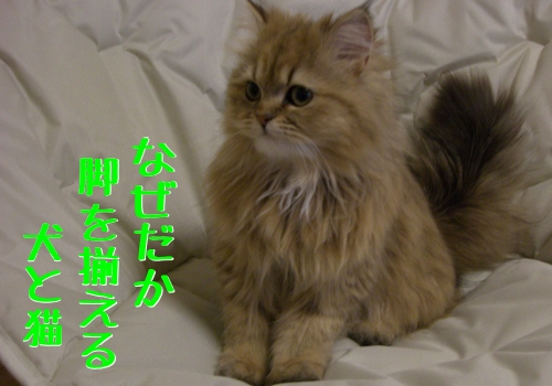 足(脚)を揃える猫