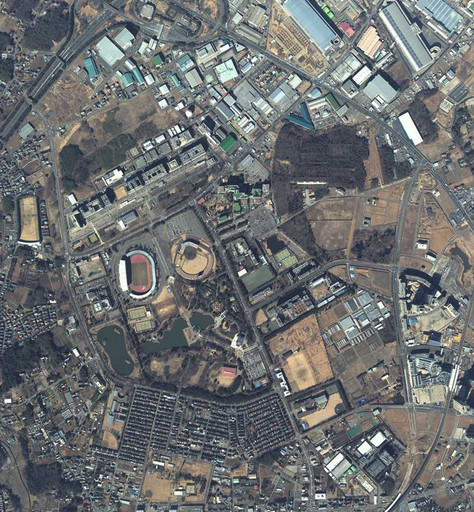 2013(平25)年柏の葉.jpg