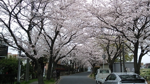 2013年3月30日の利根運河の桜並木.jpg