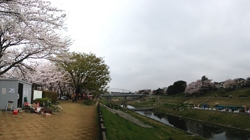 うんがいい!花見2013_03.jpg