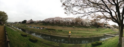 うんがいい!花見2013_06.jpg