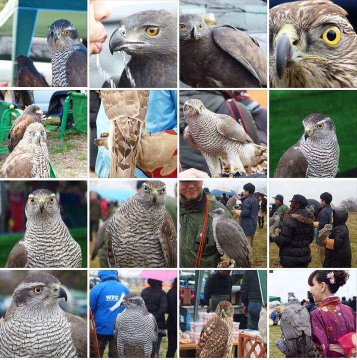 オオタカ・鷲(フライトフェスタ2015).jpg