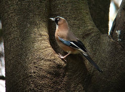 カケス