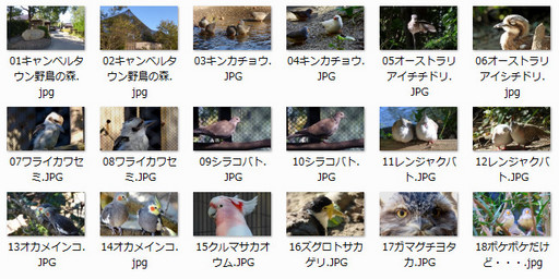 キャンベルタウン野鳥の森.jpg