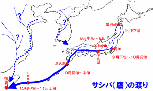 サシバの渡りルート(秋)