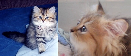 チンチラゴールデン子猫.jpg
