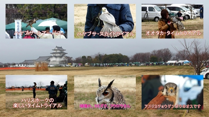 フライトフェスタ2015 猛禽大集合の動画集.jpg