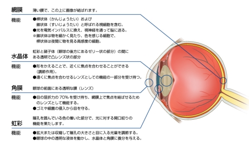 人間の網膜.jpg