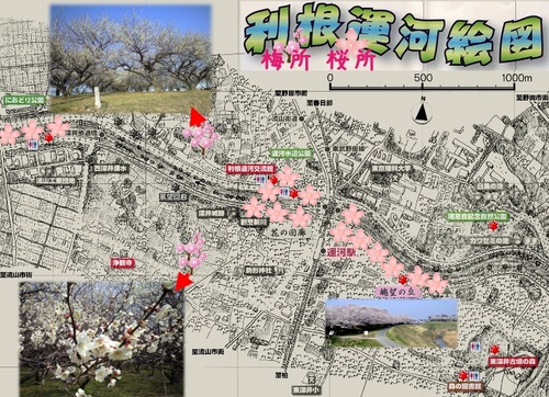 利根運河の桜と梅所と桜所.jpg