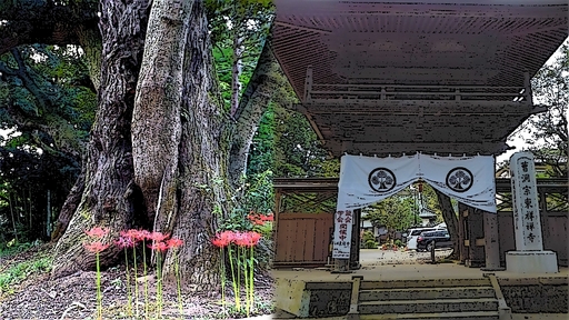 印西市の東祥寺01.jpg