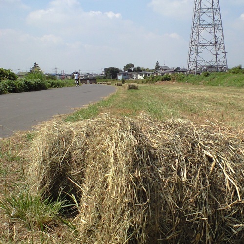 大堀川CR牧場?