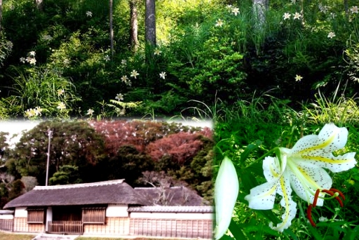 大場家住宅と山百合まつり(行方市).jpg