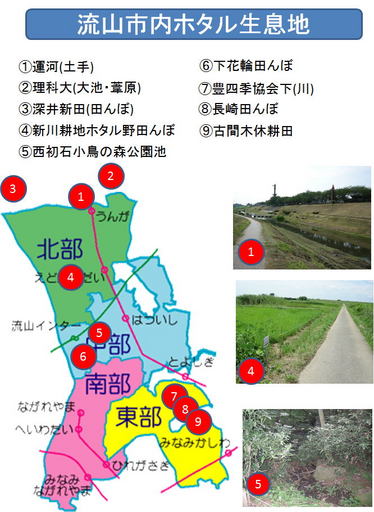 流山市のホタルの生息地.jpg