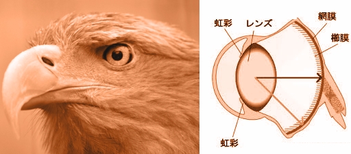 猛禽の網膜.jpg