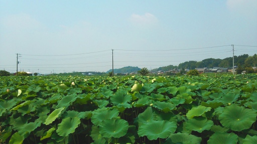 真夏のレンコン田.jpg