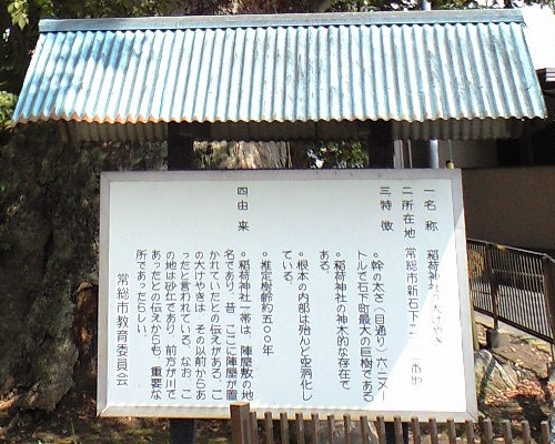 石毛稲荷の大けやき.jpg
