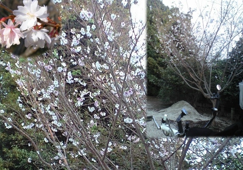 秋桜(コスモス)ではありません
