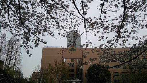 聖路加と桜.jpg