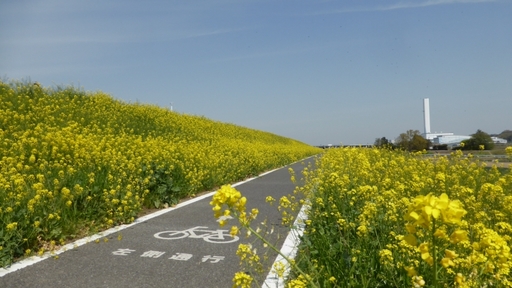 流山菜の花ロード.jpg