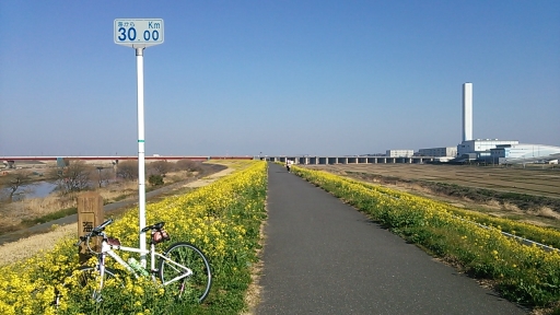 菜の花ロード(江戸川CR30km地点).jpg