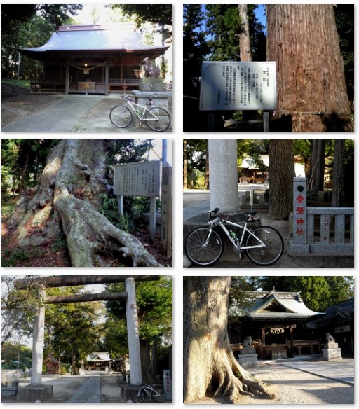 鹿島神社の巨木と素鵞神社