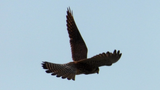 LUMIX DMC-TZ40 と DMC-FZ70で野鳥撮影.jpg